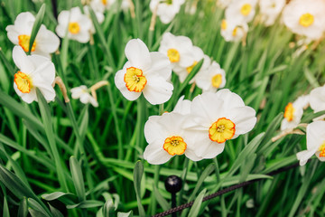Yellow Daffodils in the gardens of Holland