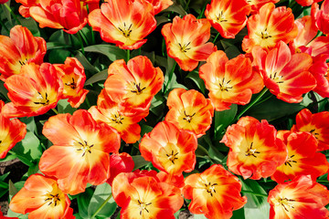 Fototapeta premium Group of red tulips in the park.