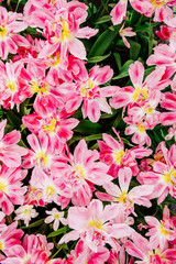 Naklejka premium Group of pink tulips. Spring landscape