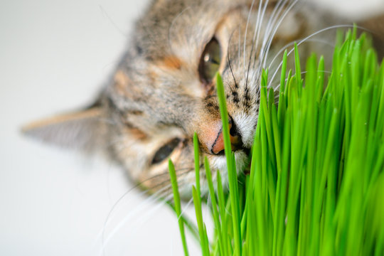 Cat eating green grass