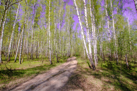 Fototapeta Spring sun magic bright forest beautiful sunny blue sky