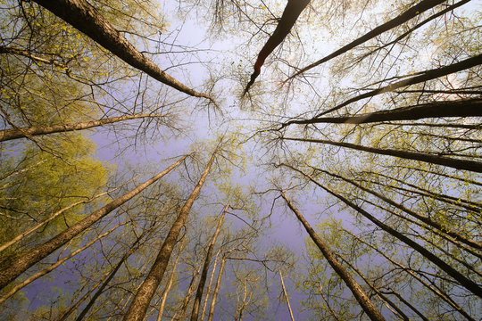 Fototapeta Spring sun magic bright forest beautiful sunny blue sky