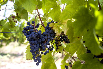 Red grapes