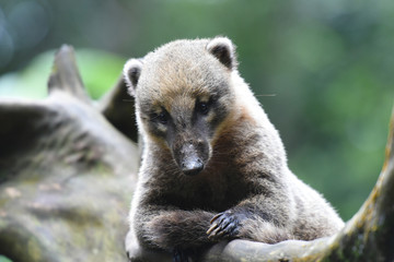 Naklejka premium coati roux