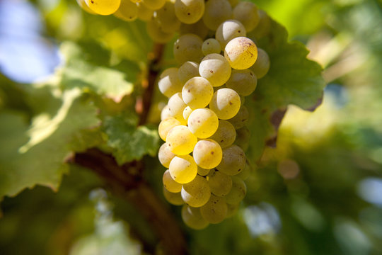 Riesling in autumn harvest