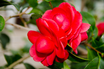 Red, juicy, fragrant flower of pomegranate close-up.