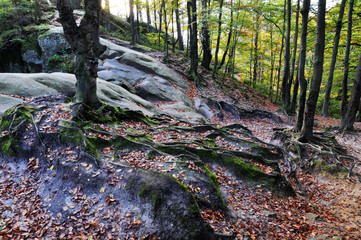 The roots of old trees in the mountain forest of rocks and moss