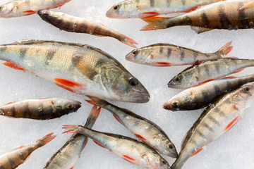 Perch on snow