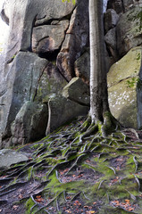 The roots of old trees in the mountain forest of rocks and moss