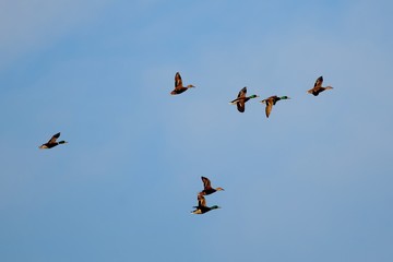 Fliegende Stockenten im warmen Licht der späten Nachmittagssonne