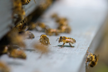 Closeup of bees on hive