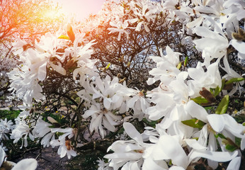 Beautiful pink spring flowers magnolia on a tree branch © standret