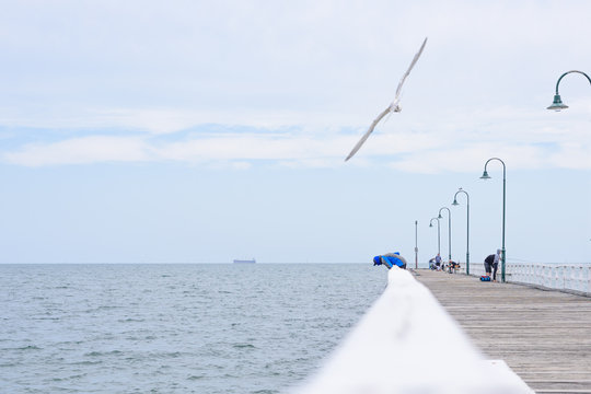 Albert Park Jetty Seagull And Fishing Man In Melbourne  Australia