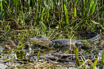 American Alligator