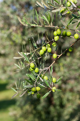 Detail close up of Green olives fruits with selective focus