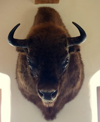bison
