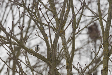 Kohlmeise sitzt im Schlichtkleid auf Ast