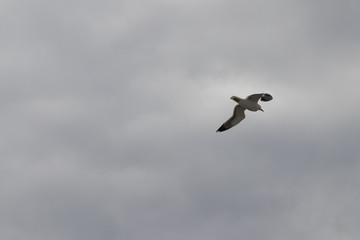 Silbermöwe in der Luft