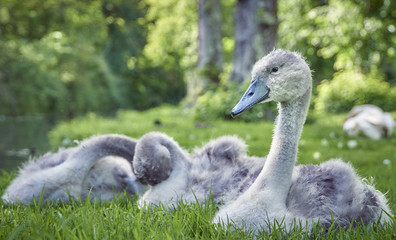 Young mute swan cygnets sitting in grass on land