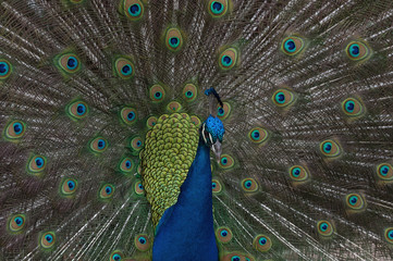 Obraz premium Peacock fanning out its tail.
