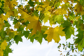 Autumn in the countryside