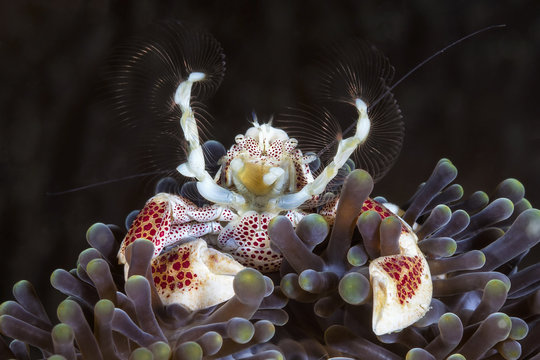 crab 2