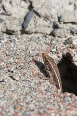 Madeira-Mauereidechse auf Felsen