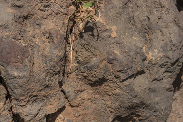 Madeira-Mauereidechse auf Felsen