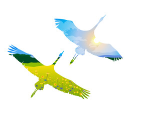 two birds in flight on the white background