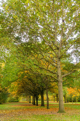 Autumn tree trunks