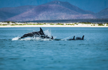 Fototapeta premium Dolphin frolicking in the sea of Cortez, Loreto, Baja Mexico