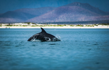 Fototapeta premium Dolphin frolicking in the sea of Cortez, Loreto, Baja Mexico