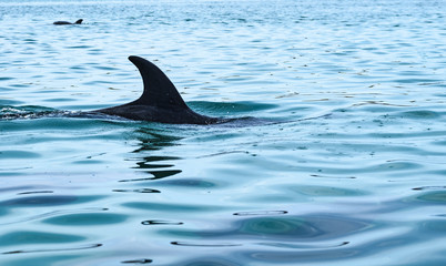 Dolphin frolicking in the sea of Cortez, Loreto, Baja Mexico
