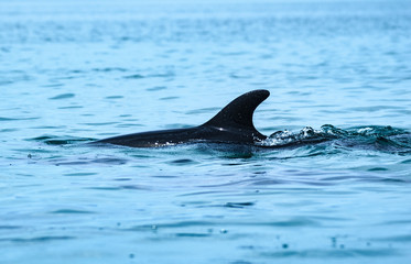 Dolphin frolicking in the sea of Cortez, Loreto, Baja Mexico