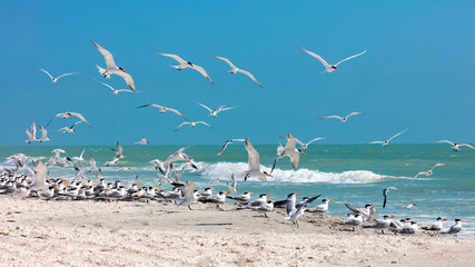 Flock of royal terns (Thalasseus maximus) on a beach, Sanibel Island,  Florida, USA