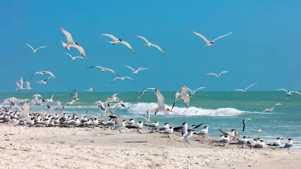 Acrylic prints Clearwater Beach, Florida Flock of royal terns (Thalasseus maximus) on a beach, Sanibel Island,  Florida, USA