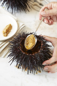 Extracting Uni From Sea Urchin With Spoon 