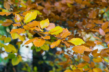 Autumn in the English countryside yellow colors