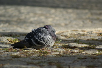 SONY DSC © Piotr Ciździel