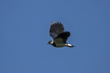 Northern Lapwing (Vanellus vanellus) in flight