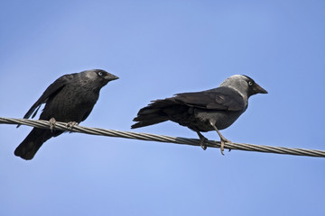 Two birds sitting on the wires. Jackdaw (Coloeus monedula).