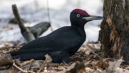 Black Woodpecker sitting on the snow (Dryocopus martius, male)