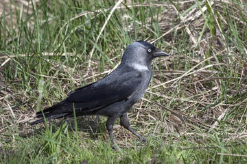 Obraz premium Jackdaw (Coloeus monedula)