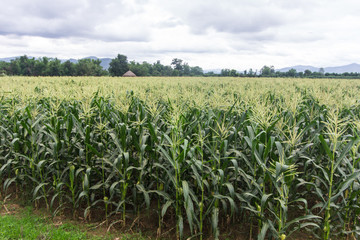 Fototapeta na wymiar corn farm in thailand, asia agriculture