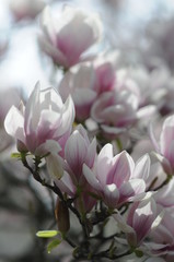 Obraz premium pink magnolia