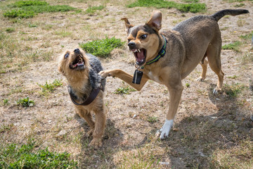 Aggressionsverhalten bei Hunden