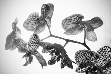 Ramo di orchidea in bianco e nero