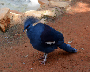 Great Crowned Pigeon/large blue Great Crowned Pigeon standing in dirt.