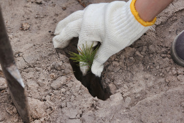 Planting of single plants in the planting hole, hand keep open-rooted seedling/Planting the trees