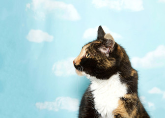 Profile portrait of one young calico cat looking to viewers left. Blue background sky with clouds. Copy space.